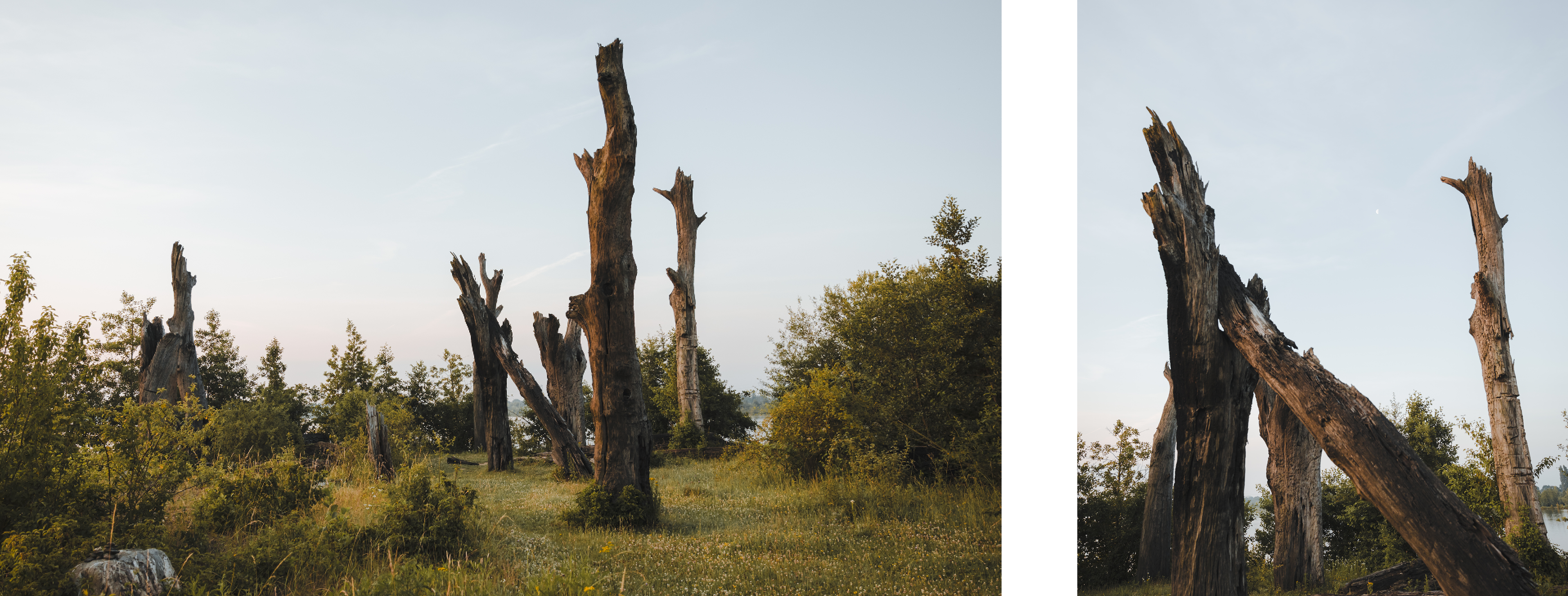 Twee foto's van oude, dode boomstammen die rechtop in het landschap staan tussen gras en struiken. Links een close-up van een grillige boomstam tegen een heldere lucht, rechts een bredere blik op meerdere dode bomen verspreid over een open veld, omringd door groen. De avondzon kleurt het landschap zacht.