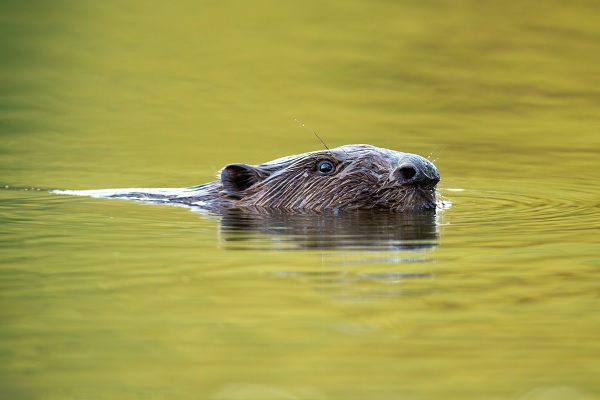 Bever op zijn gemak aan het eten in het water