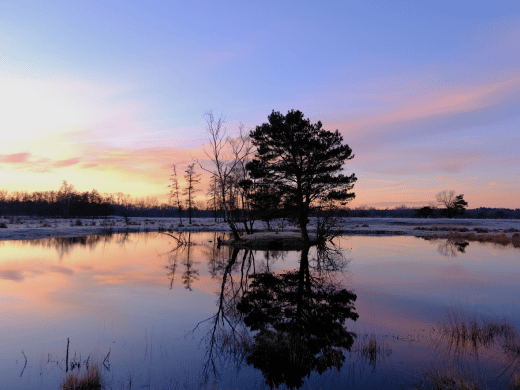 Boom in avondrood