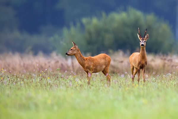 Mannetjes en vrouwtjes ree staan in een veld
