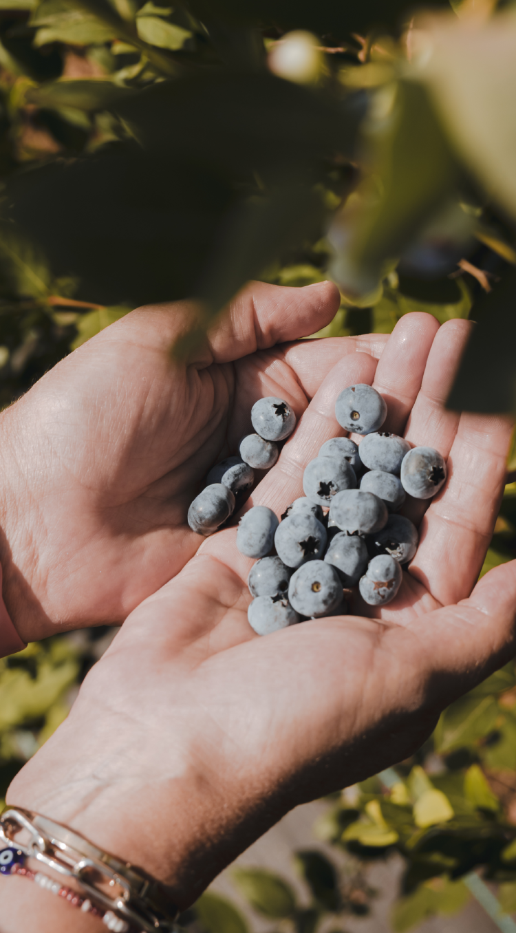Zomer op z'n bes(t). Blauwe bessen aan een struik. Blauwe bessen in een emmer