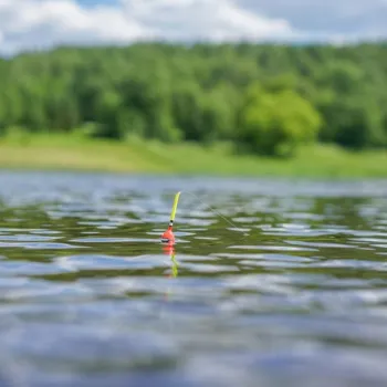 Dobber op het water tijdens het vissen in Limburg, met op de achtergrond een groene oever en bomen.