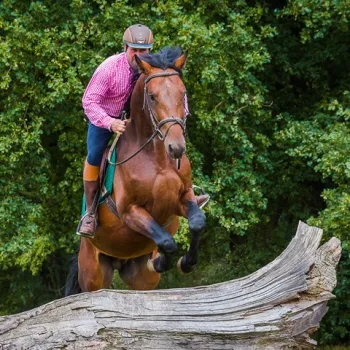 Ruiter springt met zijn paard over een boomstam tijdens een buitenrit in een bosrijke omgeving.